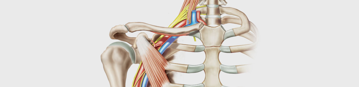 A medical concept of a human shoulder skeletal system also showcasing the nerves that connect the arm to the spine, shoulder and neck