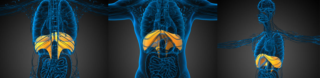 A medical concept image of the human respiratory system.